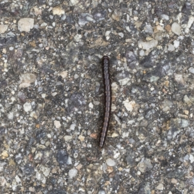 Diplopoda (class) (Unidentified millipede) at Acton, ACT - 18 Mar 2021 by AlisonMilton