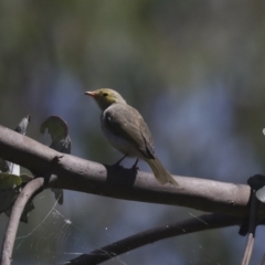 Ptilotula penicillata at Belconnen, ACT - 1 Mar 2021