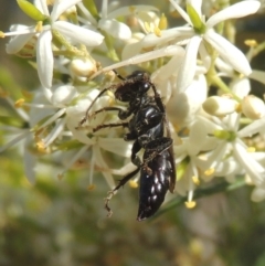 Crabroninae (subfamily) (Unidentified solitary wasp) at Pollinator-friendly garden Conder - 11 Jan 2021 by michaelb