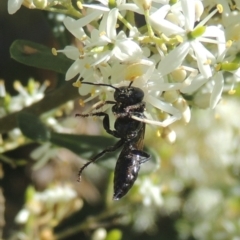 Crabroninae (subfamily) at Conder, ACT - 11 Jan 2021