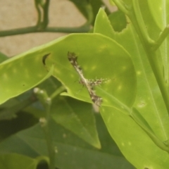 Sphenarches anisodactylus at Higgins, ACT - 21 Mar 2020