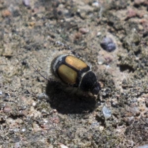 Liparetrus discipennis at Holt, ACT - 15 Mar 2021 12:12 PM