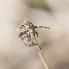 Socca pustulosa at Cook, ACT - 28 Sep 2020