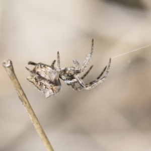 Socca pustulosa at Cook, ACT - 28 Sep 2020