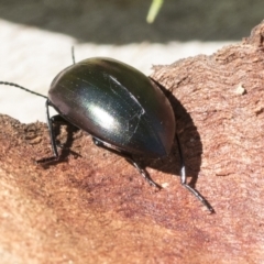 Chalcopteroides spectabilis (Rainbow darkling beetle) at Cook, ACT - 28 Sep 2020 by AlisonMilton