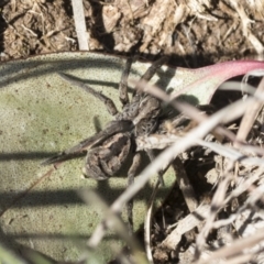 Tasmanicosa sp. (genus) (Unidentified Tasmanicosa wolf spider) at Cook, ACT - 28 Sep 2020 by AlisonMilton