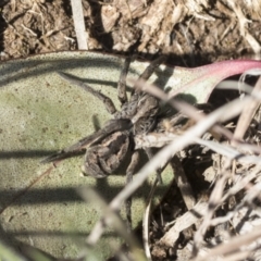 Tasmanicosa sp. (genus) (Tasmanicosa wolf spider) at Cook, ACT - 28 Sep 2020 by AlisonMilton