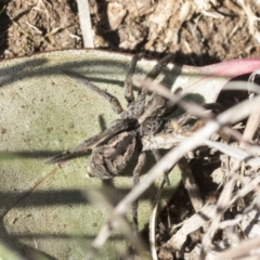 Tasmanicosa sp. (genus) at Cook, ACT - 28 Sep 2020 01:54 PM