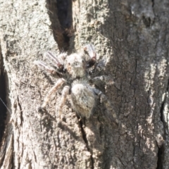 Servaea sp. (genus) (Unidentified Servaea jumping spider) at Cook, ACT - 28 Sep 2020 by AlisonMilton