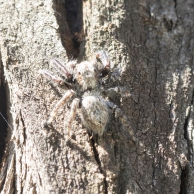 Servaea sp. (genus) (Unidentified Servaea jumping spider) at Cook, ACT - 28 Sep 2020 by AlisonMilton