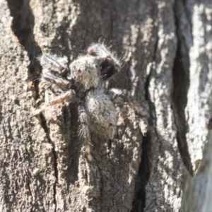 Servaea sp. (genus) at Cook, ACT - 28 Sep 2020