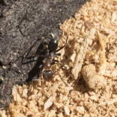 Iridomyrmex sp. (genus) (Ant) at Lake Ginninderra - 1 Mar 2021 by AlisonMilton