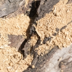 Iridomyrmex sp. (genus) at Belconnen, ACT - 1 Mar 2021