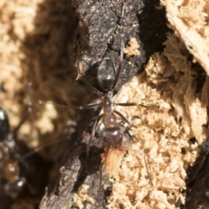 Iridomyrmex sp. (genus) at Belconnen, ACT - 1 Mar 2021