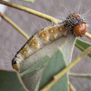 Epipaschiinae immature unidentifiedspecies at Acton, ACT - 16 Mar 2021