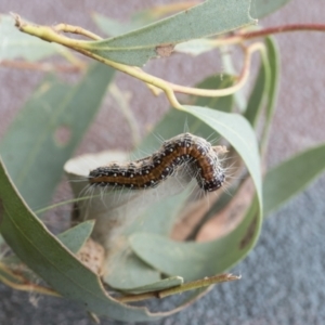 Epipaschiinae immature unidentifiedspecies at Acton, ACT - 16 Mar 2021 12:28 PM