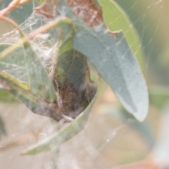 Epipaschiinae immature unidentifiedspecies at Acton, ACT - 16 Mar 2021