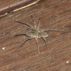 Portacosa cinerea (Grey wolf spider) at Higgins, ACT - 18 Mar 2021 by AlisonMilton