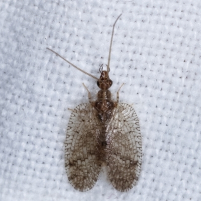 Carobius sp. (genus) (Brown Lacewing) at Melba, ACT - 11 Mar 2021 by kasiaaus