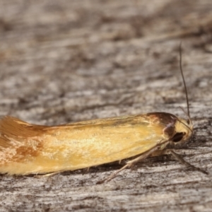 Phauloplana illuta at Melba, ACT - 11 Mar 2021