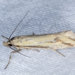 Corynotricha antipodella at Melba, ACT - 11 Mar 2021