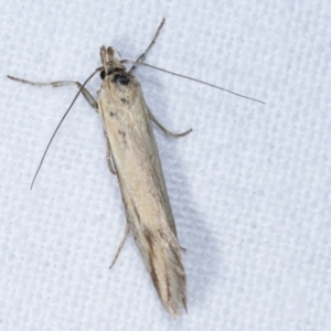 Corynotricha antipodella at Melba, ACT - 11 Mar 2021