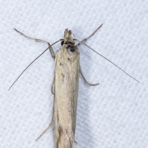 Corynotricha antipodella at Melba, ACT - 11 Mar 2021