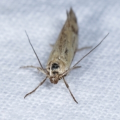 Corynotricha antipodella at Melba, ACT - 11 Mar 2021