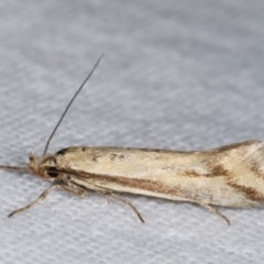 Corynotricha antipodella at Melba, ACT - 11 Mar 2021