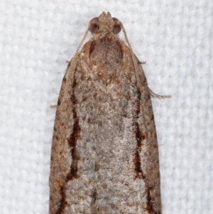 Meritastis undescribed species at Melba, ACT - 11 Mar 2021