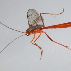 Netelia sp. (genus) (An Ichneumon wasp) at Ainslie, ACT - 20 Mar 2021 by jb2602