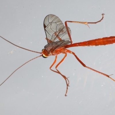 Netelia sp. (genus) (An Ichneumon wasp) at Ainslie, ACT - 20 Mar 2021 by jb2602