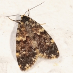 Halone coryphoea (Eastern Halone moth) at Melba, ACT - 11 Mar 2021 by kasiaaus