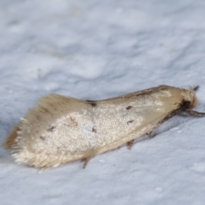 Oecophoridae (family) at Melba, ACT - 11 Mar 2021