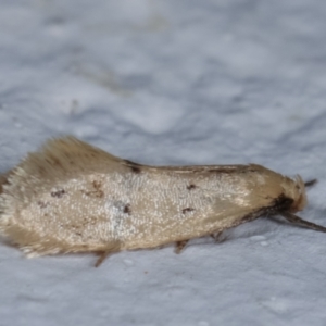 Oecophoridae (family) at Melba, ACT - 11 Mar 2021