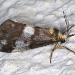 Anestia (genus) (A tiger moth) at Ainslie, ACT - 19 Mar 2021 by jb2602