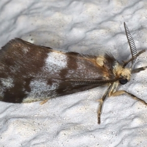 Anestia (genus) at Ainslie, ACT - 19 Mar 2021