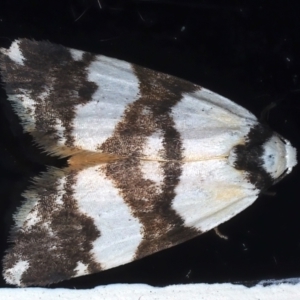 Thallarcha albicollis at Ainslie, ACT - 19 Mar 2021