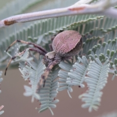 Araneus sp. (genus) (Orb weaver) at Holt, ACT - 15 Mar 2021 by AlisonMilton