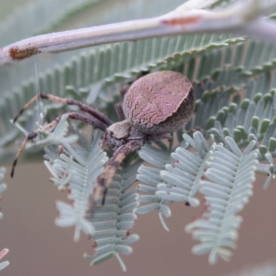 Araneus sp. (genus) (Orb weaver) at Holt, ACT - 16 Mar 2021 by AlisonMilton