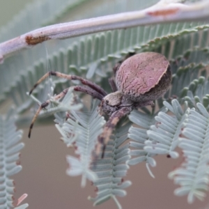 Araneus sp. (genus) at Holt, ACT - 16 Mar 2021