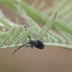 Ancita sp. (genus) (Longicorn or longhorn beetle) at Holt, ACT - 15 Mar 2021 by AlisonMilton