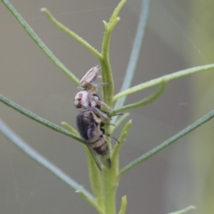 Opisthoncus sp. (genus) (Unidentified Opisthoncus jumping spider) at Hawker, ACT - 15 Mar 2021 by AlisonMilton