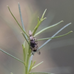 Opisthoncus sp. (genus) at Hawker, ACT - 16 Mar 2021 09:09 AM