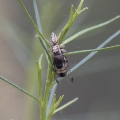 Opisthoncus sp. (genus) at Hawker, ACT - 16 Mar 2021 09:09 AM