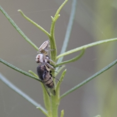 Stomorhina sp. (genus) (Snout fly) at Hawker, ACT - 15 Mar 2021 by AlisonMilton