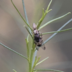 Stomorhina sp. (genus) at Hawker, ACT - 16 Mar 2021 09:09 AM