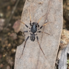 Zodariidae (family) (Ant spider or Spotted ground spider) at Hawker, ACT - 16 Mar 2021 by AlisonMilton