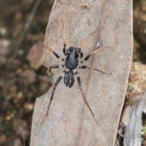 Zodariidae (family) at Hawker, ACT - 16 Mar 2021 10:36 AM