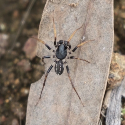 Zodariidae (family) (Unidentified Ant spider or Spotted ground spider) at Hawker, ACT - 15 Mar 2021 by AlisonMilton